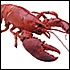 PETA's Lobster Problem: No Pain, No Gain