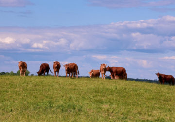 Featured image for post