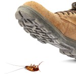 Boot on Roach